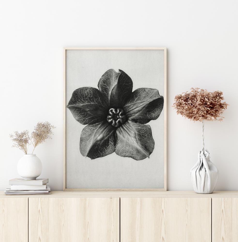 Grey Flower III Poster