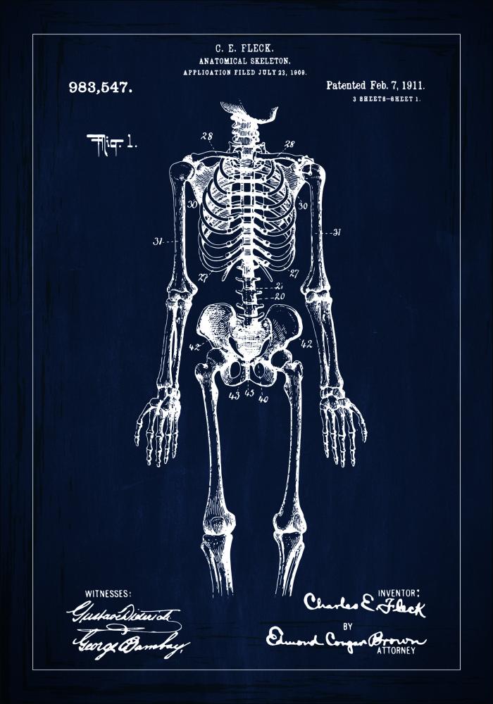 Schiță - Anatomic schelet în - Albastru Poster