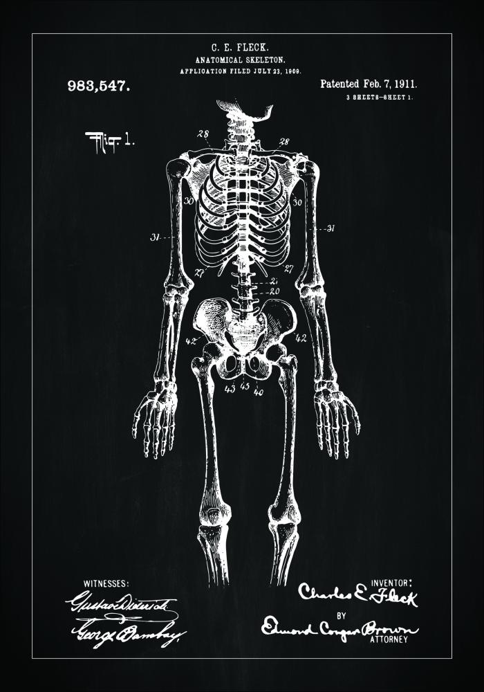 Schiță - Anatomic schelet în - Negru Poster