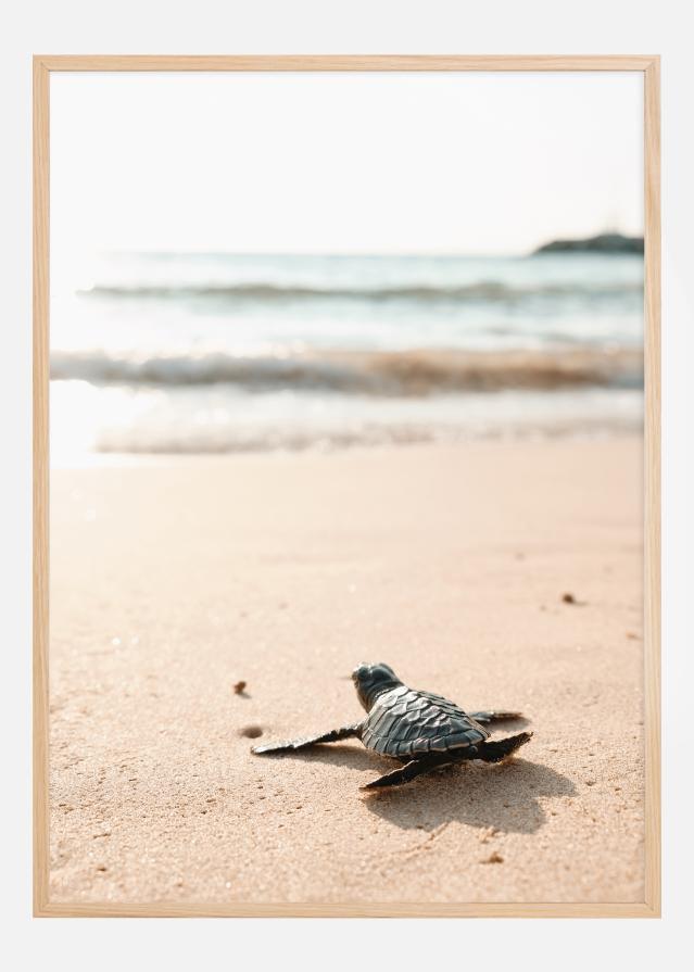 Little turtle on his way Poster