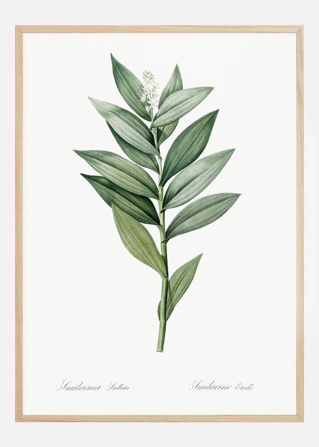 Smilacina Stellata Poster