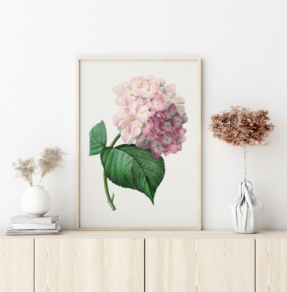 Hydrangea Macrophylla Poster