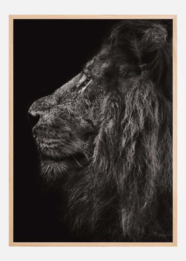 Lion In Profile Poster