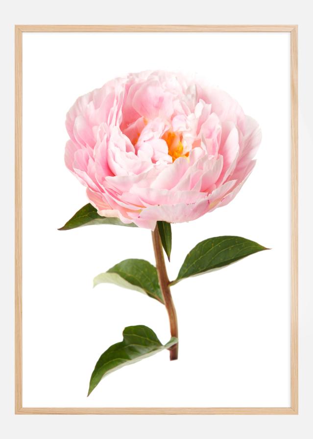 Peony Poster