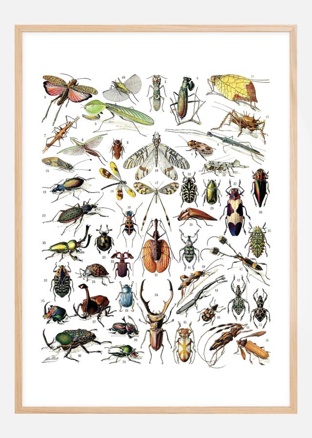 Plașă cu insecte II Poster