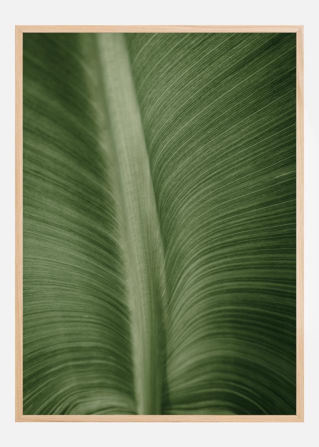 Structure Of Leaves Poster