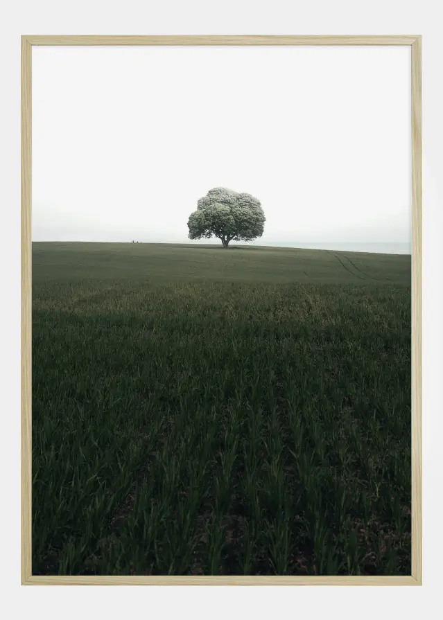 The lonely oak tree Poster