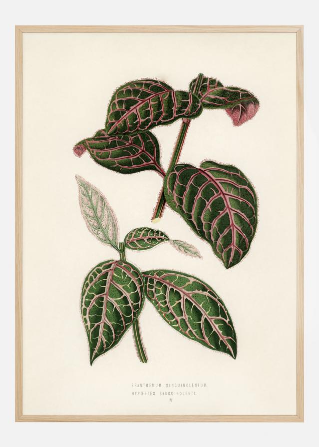 Plectranthus Scutellarioides Poster