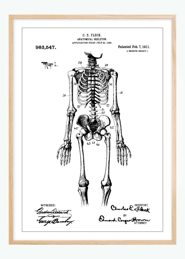 Schiță - Anatomic schelet în Poster