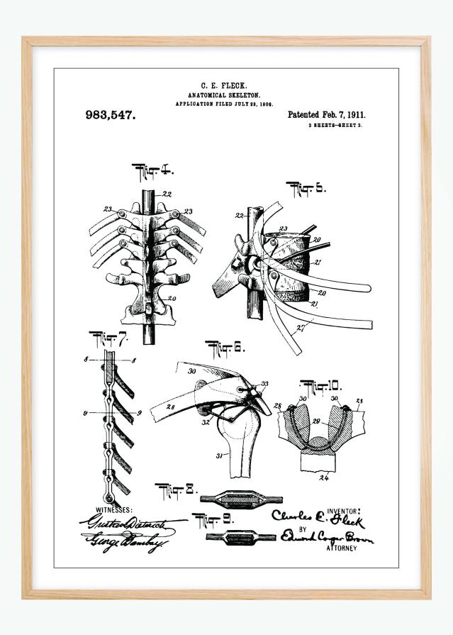 Schiță - Anatomic schelet III Poster