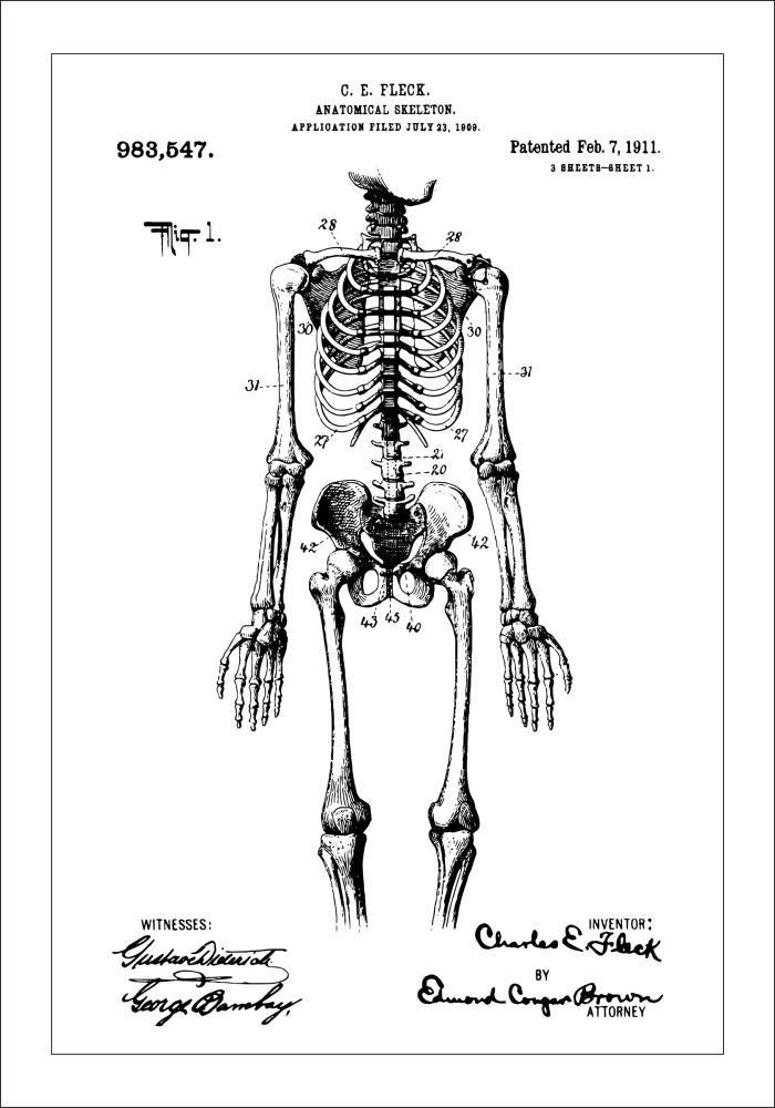 Schiță - Anatomic schelet în Poster