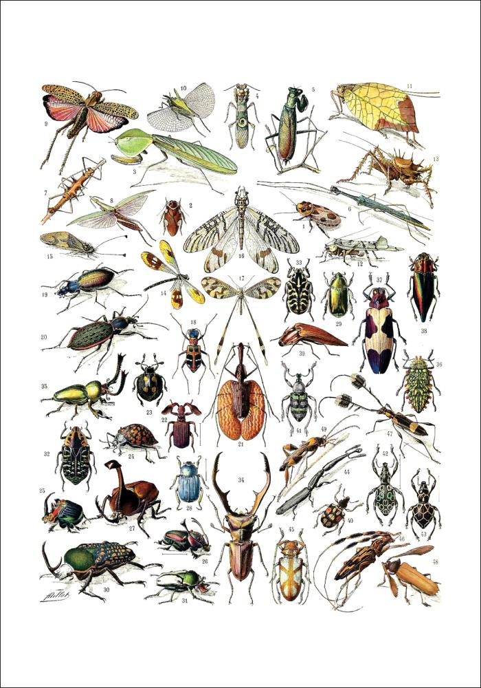 Plașă cu insecte II Poster