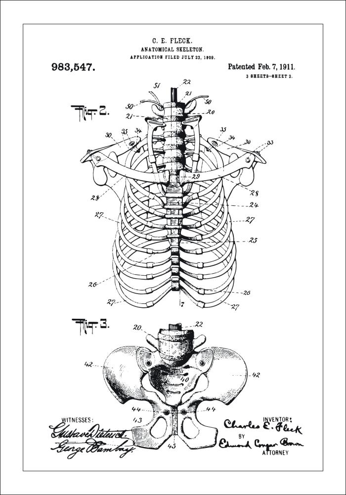 Schiță - Anatomic schelet II Poster