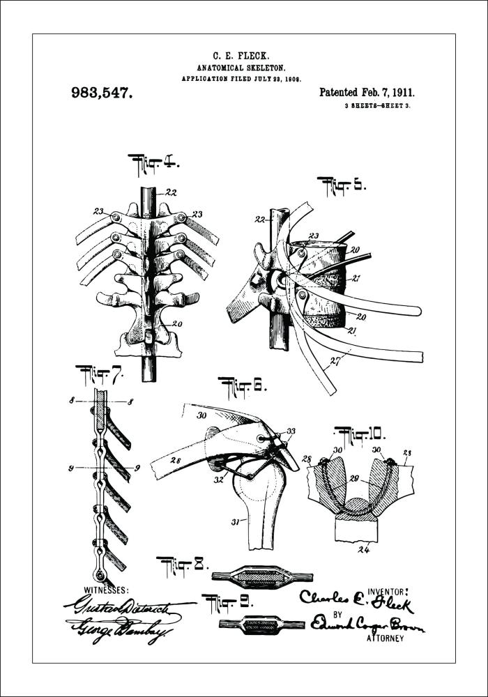 Schiță - Anatomic schelet III Poster